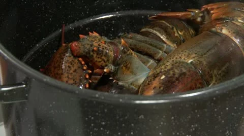 Lobster being cooked (US-English voice-over) Stock Footage 24662553