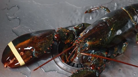 Lobster being prepared for cooking in a kitchen setting. A person holds a live Stock Footage 343797732