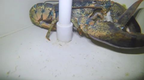 Lobster claw enough camera Stock-Footage 68989154