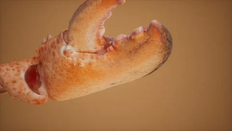 Lobster claw in macro Stock Footage 139814100