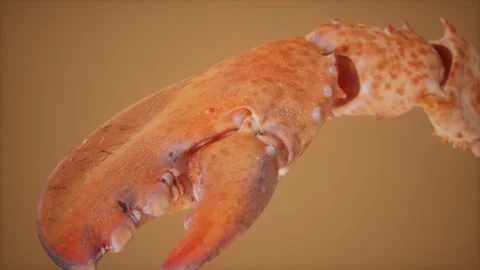 Lobster claw in macro Stock Footage 141026859