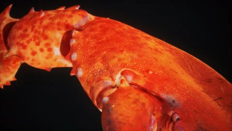 Lobster claw in macro Stock-Footage 141026951