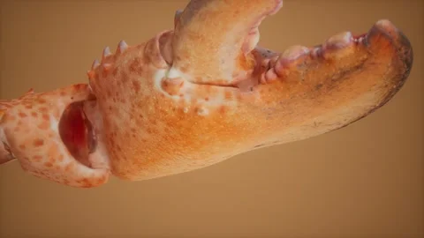 Lobster claw in macro Stock Footage 141643116