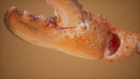 Lobster claw in macro Stock Footage 142718143