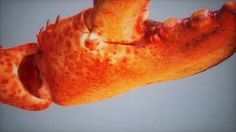 Lobster claw in macro Vidéo 143390551
