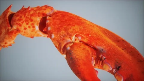 Lobster claw in macro Vídeo Stock 144421994