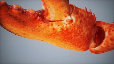 Lobster claw in macro Vídeo Stock 145193732