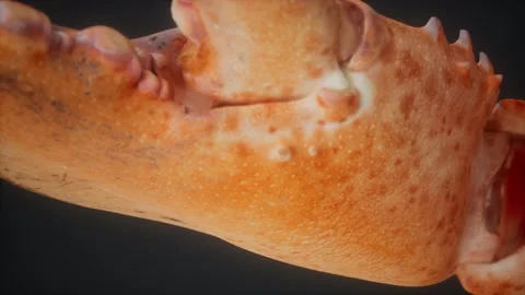 Lobster claw in macro Vídeo Stock 145648568