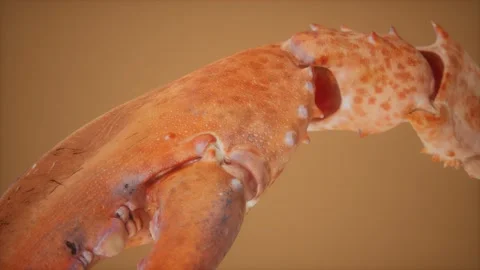 Lobster claw in macro 스톡 동영상 146211805