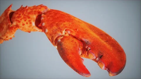 Lobster claw in macro Vidéo 150424710