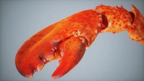Lobster claw in macro 스톡 동영상 151192019