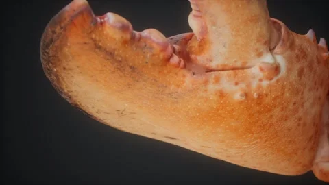 Lobster claw in macro Vídeo Stock 159738525