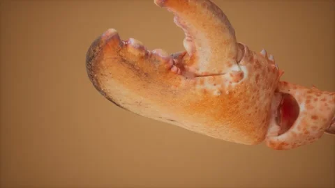Lobster claw in macro 库存影片 162530168