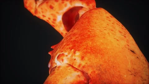 Lobster claw in macro 動画素材 163014368