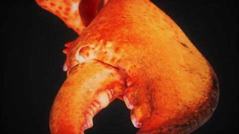 Lobster claw in macro Vídeo Stock 164552635