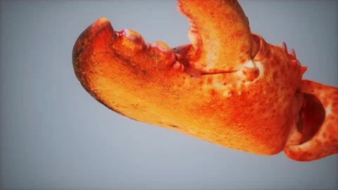 Lobster claw in macro 動画素材 164958654