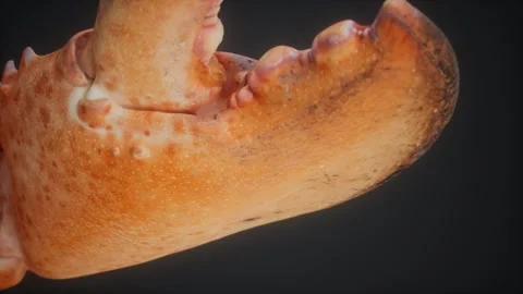 Lobster claw in macro 動画素材 165397990