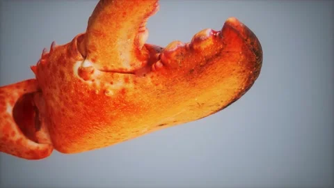 Lobster claw in macro Видео 166103972