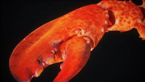 Lobster claw in macro Vídeos de archivo 166942469