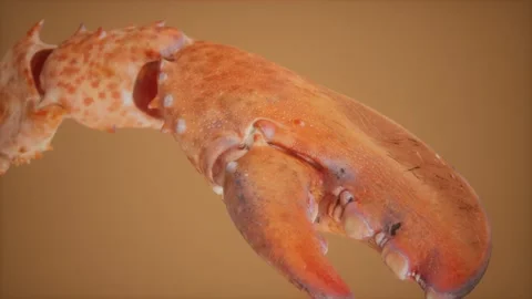 Lobster claw in macro Видео 168438978