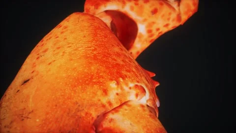 Lobster claw in macro 動画素材 179985267