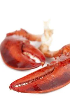 Lobster claws Stock Photos