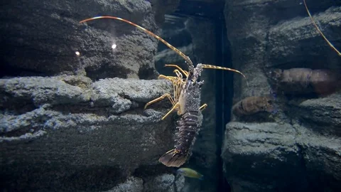 Lobster Climbing Rocks Stock Footage 73906019