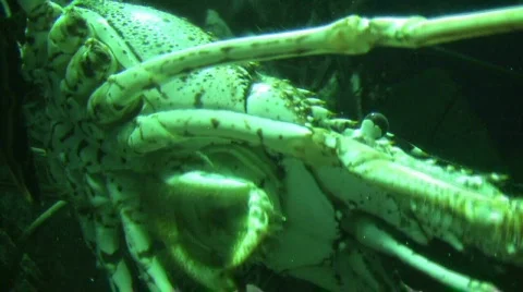 Lobster Close Up 2  Видео 291665