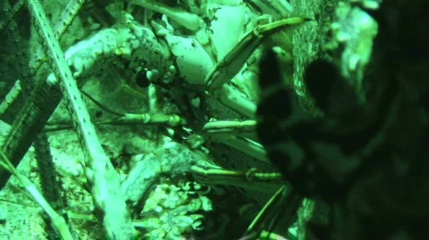 Lobster Close Up  Видео 291628