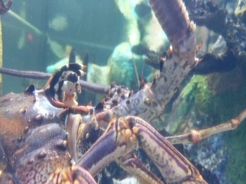 Lobster Close Up Stock Footage 80689138