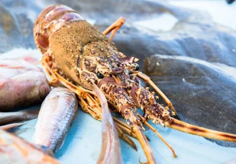 Lobster close-up Stock Photos