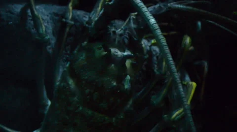 Lobster Closeup 01 Stock Footage 40029087
