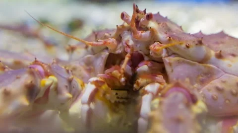 Lobster closup Video stock 59067135