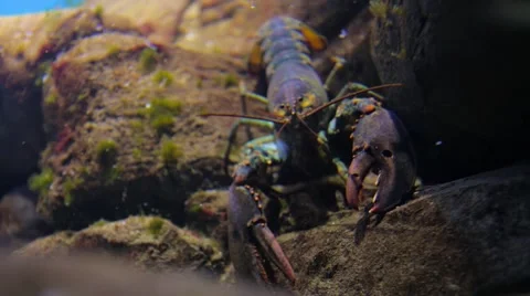 Lobster closup Video stock 59067445