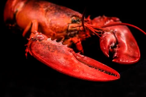 A lobster cooked on a black background Stock Photos