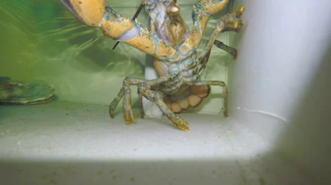 Lobster in the corner 動画素材 68989926