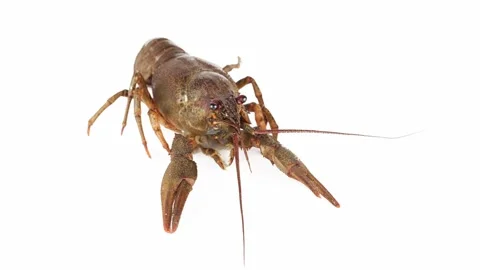 Lobster crab on white background isolated Stock Footage 257031686