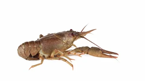 Lobster crab on white background isolated Stock Footage 257031714
