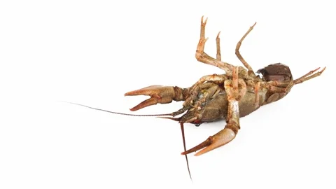 Lobster crab on white background isolated Stock Footage 257031716