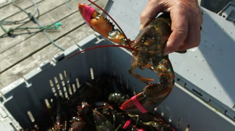 Lobster in crate Stock Footage 28500937