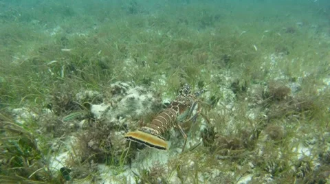Lobster Crawling on Grass Stock-Footage 7756835