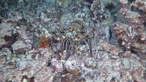 Lobster crawling over rocks Stock Footage 71158712