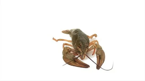 Lobster crawls 01 Stock Footage 10764085