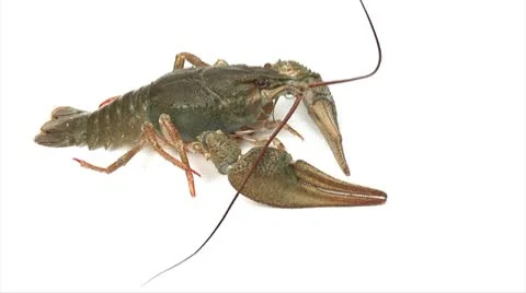 Lobster crawls 02 Stock Footage 10764128