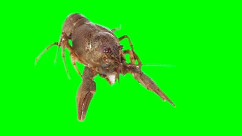 Lobster crayfish isolated on green background chroma key screen Stock Footage 331814031