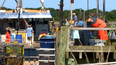 Lobster Crew Cleaning; 5 Stock Footage 8922046