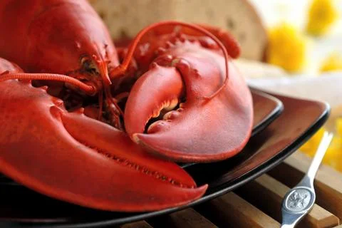 Lobster dinner Stock Photos