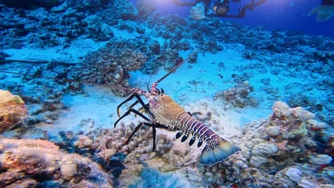 LOBSTER DIVER 1 Video stock 247608196