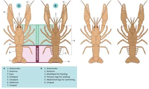 Lobster external Stock Illustration