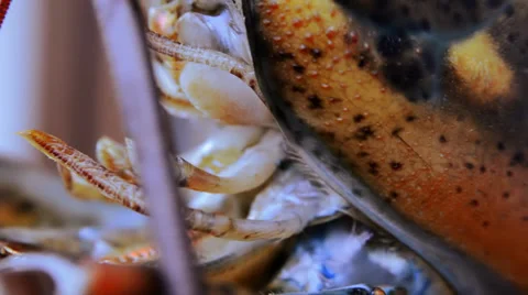 Lobster, extreme close up Видео 33485643